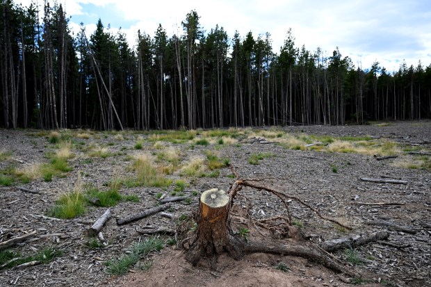 A tree stump remains in an area where fire mitigation projects have taken place along the Shadow Pine Loop trail at Flying J Ranch Park on September 20, 2022, in Conifer, Colorado. (Photo by Helen H. Richardson/The Denver Post)