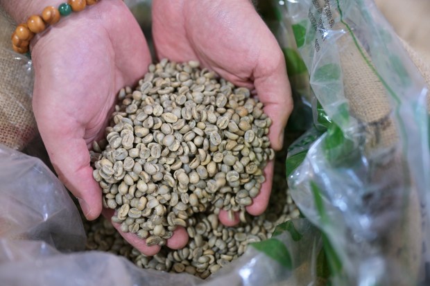 Mark Overly, President and Coffee Buyer of Kaladi Coffee Roasters, holds green coffee beans in Englewood, Colorado on May 5, 2025. (Photo by RJ Sangosti/The Denver Post)