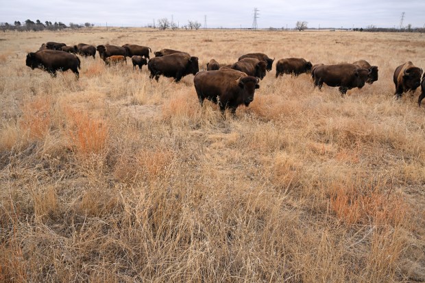 Bison gather in a field in the Rocky Mountain Arsenal National Wildlife Refuge in Denver on Dec. 12, 2023. A growing herd of 250 bison, re-introduced at the Rocky Mountain Arsenal National Wildlife Refuge to help restore toxic wasteland to the native short-grass prairie, often descends through a flood plain to reach First Creek and cross to northern half of the refuge. But torrents of water spilling off the rapidly urbanizing parts of Denver and Aurora east of the 25-square-mile refuge have torn into the flood plain, carving a gully that blocks the bison from crossing the creek. 