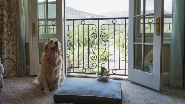 The Broadmoor provides bedding and food bowls for your furry friend during your stay. (Photo provided by the Broadmoor Hotel)