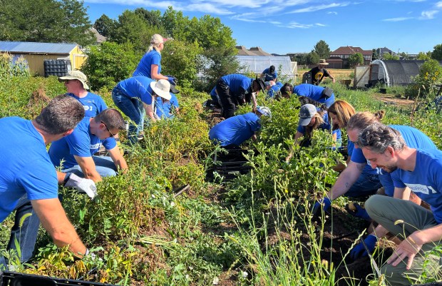 Pinnacol offers a hybrid work environment that allows employees to work in office or remotely. The company holds quarterly meetings with most employees attending in person. These meetings serve as opportunities for connection, team building, and volunteer projects like collecting school supplies or working in a community garden. Photo courtesy of Pinnacol Assurance